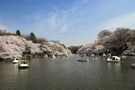 井の頭公園の画像