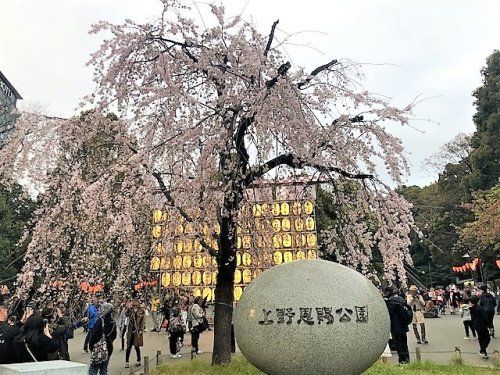 上野恩賜公園の画像