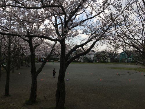 桜が丘1丁目公園の画像