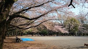 林試の森公園の画像