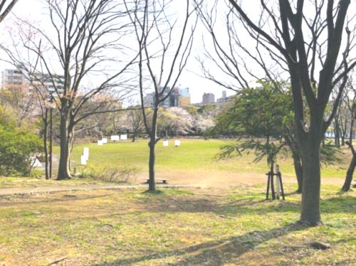 茅ケ崎市 中央公園の画像