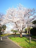 仙台堀川公園の画像