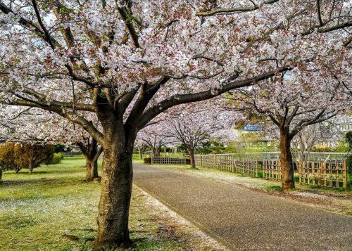 引地川親水公園湿性植物園の画像