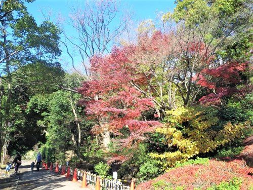 田園調布せせらぎ公園の画像