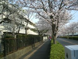 浦安市立富岡小学校の画像