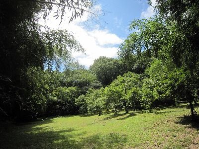 観音寺森緑地の画像