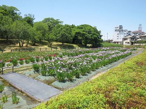 城山古墳史跡公園周濠花菖蒲園の画像