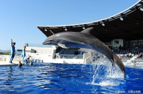 京都水族館の画像