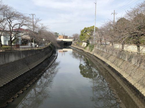 真間川の画像