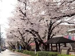 桜並木公園の画像