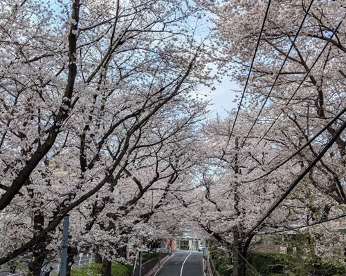 桜坂の画像