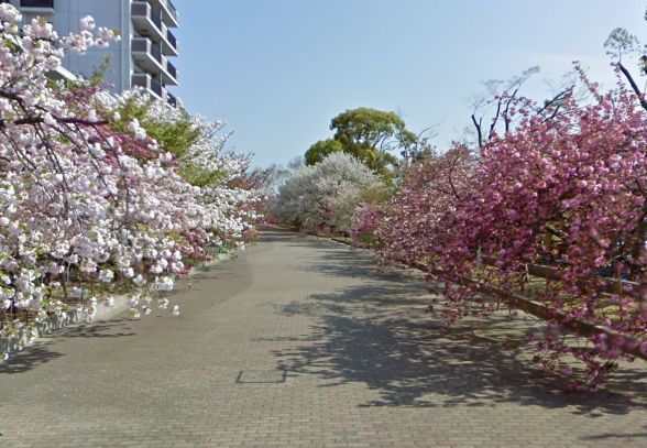造幣局 桜の通り抜けの画像