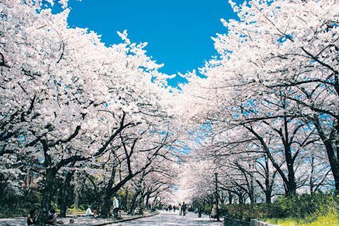 毛馬桜之宮公園の画像