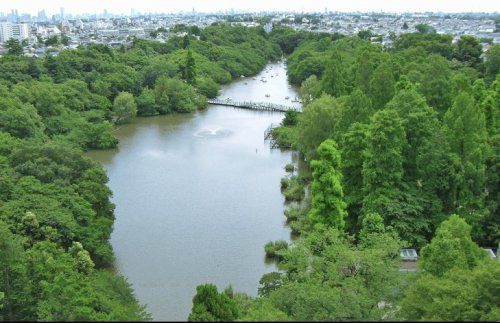 都立井の頭公園の画像