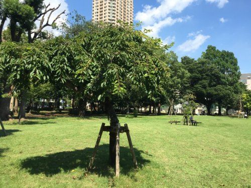 港区立青葉公園の画像