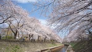 善福寺川緑地の画像