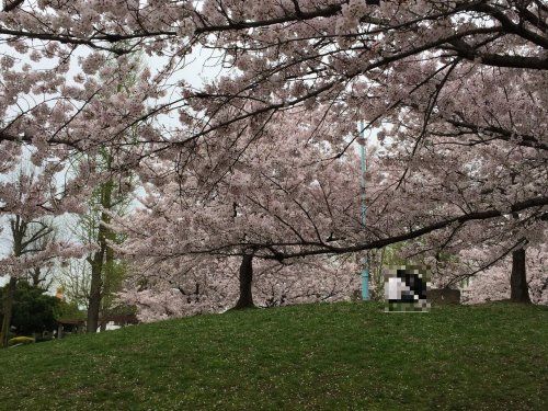 太子橋中公園の画像