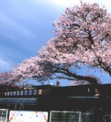 鳩川幼稚園の画像