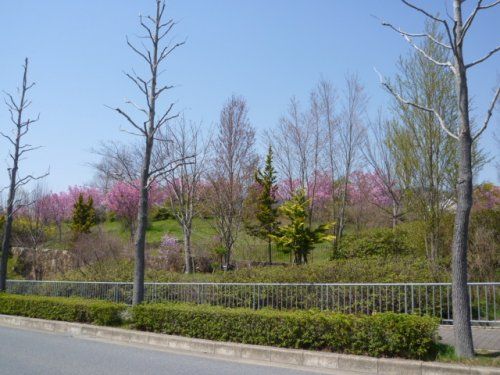 桂坂公園の画像