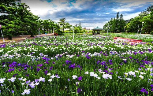 油ヶ渕花しょうぶ園の画像