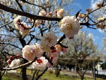 大谷田公園の画像