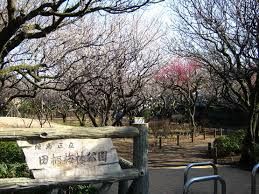 田柄梅林公園の画像