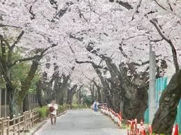 国府台公園の画像