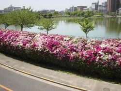 水賀池公園の画像