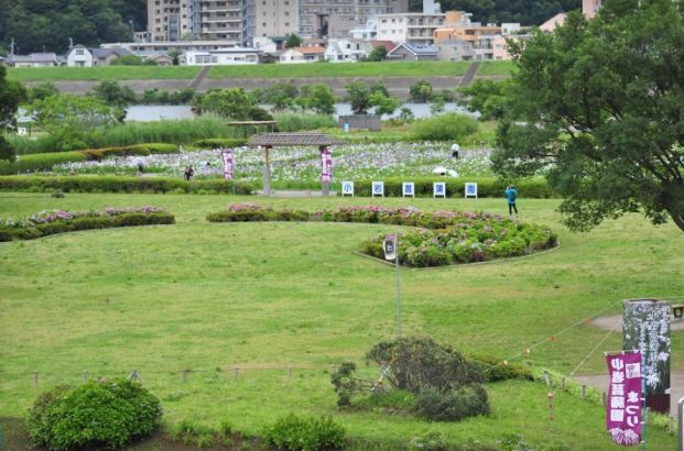 小岩菖蒲園の画像