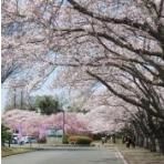 東海村阿漕ケ浦運動公園の画像