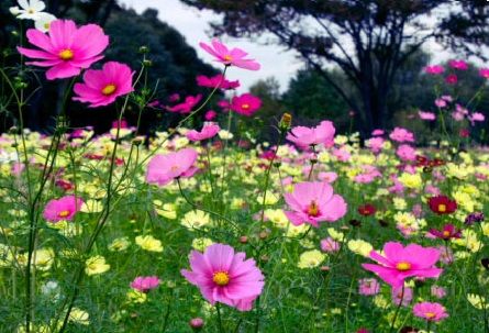 宮山公園の画像