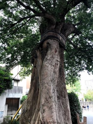 善光寺坂のムクノキの画像