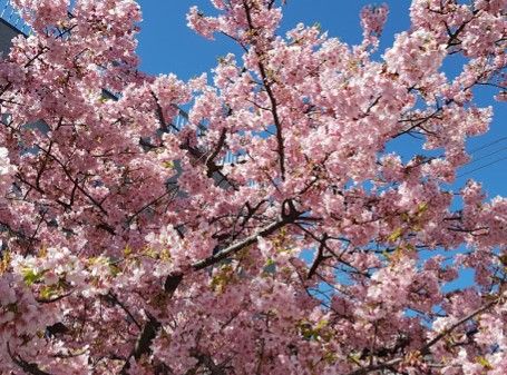 南蒲田三丁目さくら公園の画像