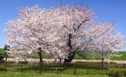 太子橋中公園の画像