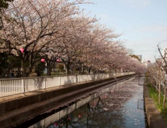 仙台堀川公園の桜の画像