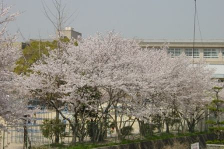 姫路市立　勝原小学校の画像