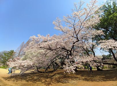 新宿御苑桜園地の画像