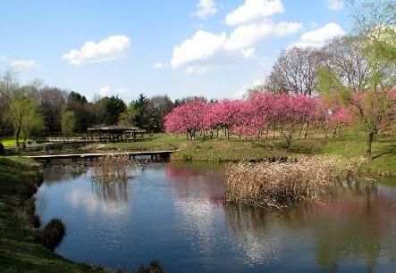 古河公方公園(古河総合公園)の画像