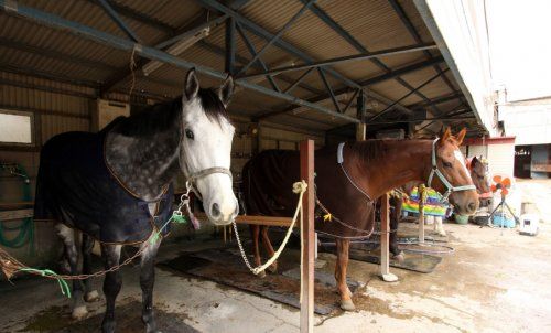 ちばシティ乗馬クラブの画像