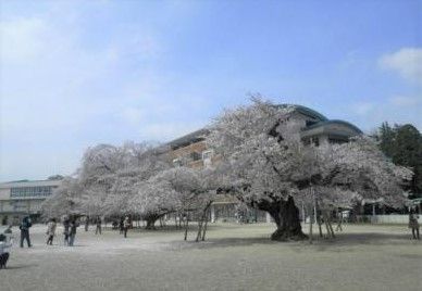 土浦市立真鍋小学校の画像