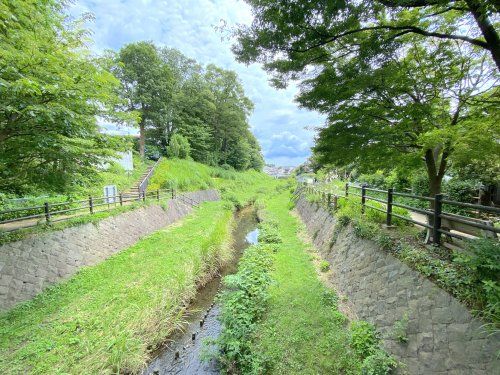 和泉川緑のウォークの画像