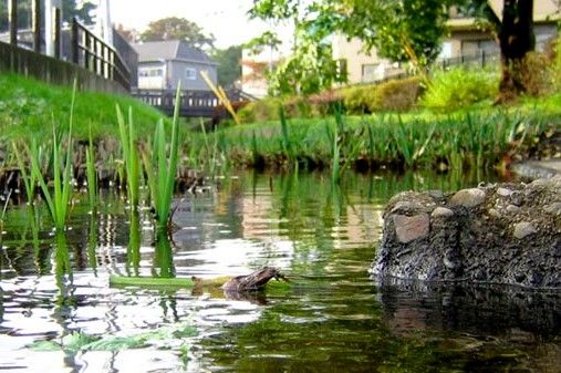 丸子川親水公園の画像