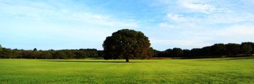 昭和記念公園の画像