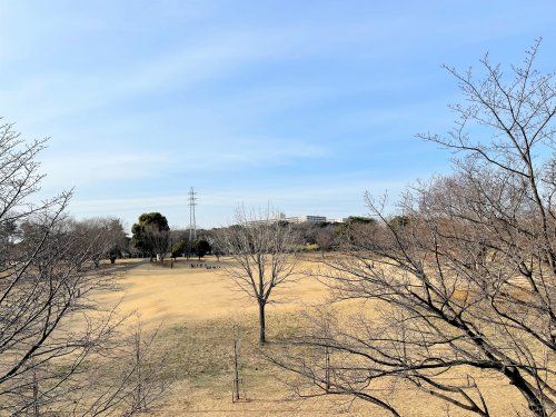 埼玉県営和光樹林公園の画像