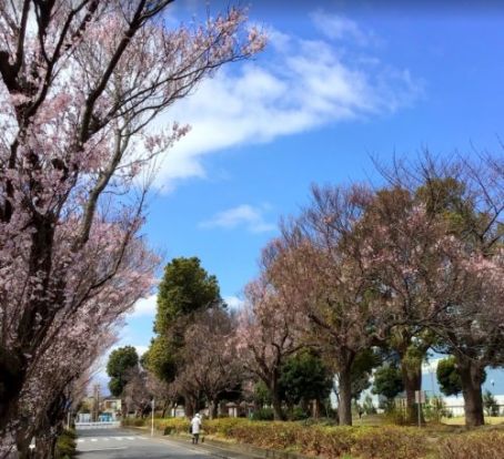 東原さくら公園の画像