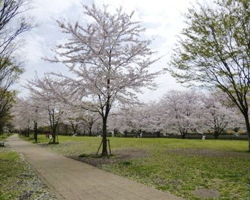 世田谷区立野川緑地広場の画像