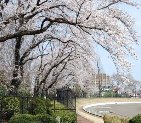 富士森公園の画像