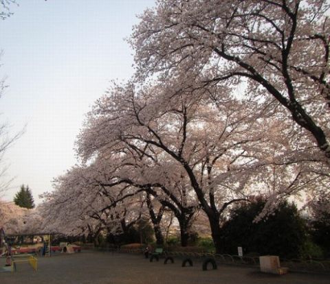 元横山公園の画像