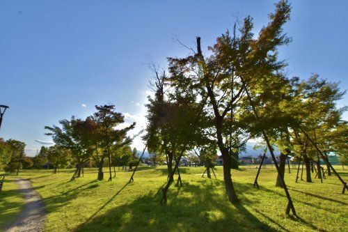 練馬区立大泉町もみじやま公園の画像