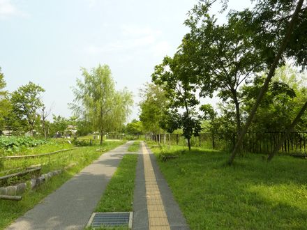 桑袋ビオトープ公園の画像